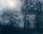 Dans un parc public, les arbres, alors que la pluie vient à peine de se terminer...